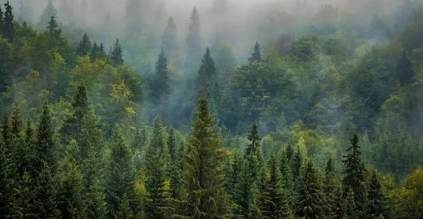 Проведение лесовосстановительных работ в Нижегородской области