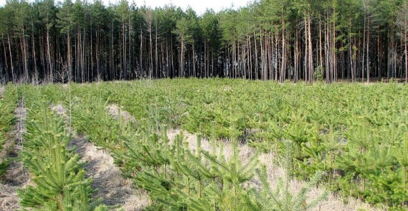Проведение лесовосстановительных работ в Нижегородской области